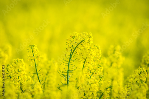 Zbliżenie kwitnącego żółtego rzepaku