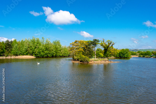 Fototapeta Naklejka Na Ścianę i Meble -  Small Island with trees on Lake in Victoria Park, Belfast Northern Ireland,Spring, Sunny day 