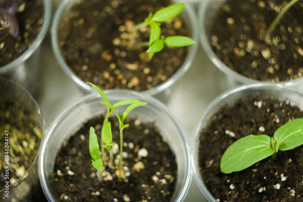 Microgreen farm at home. Sprouts in plastic cups. Top view. Healthy eating. Superfood concept. Microgreen farm at home. Sprouts in plastic cups. Top view. Healthy eating. Superfood concept.
