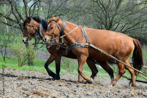 horses ploughing the field