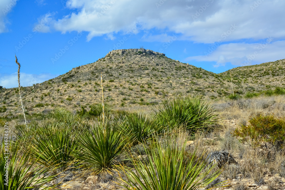 Agave, yucca, cacti and desert plants in a mountain valley landscape in New Mexico, Agave, yucca, cacti and desert plants in a mountain valley landscape in New Mexico,