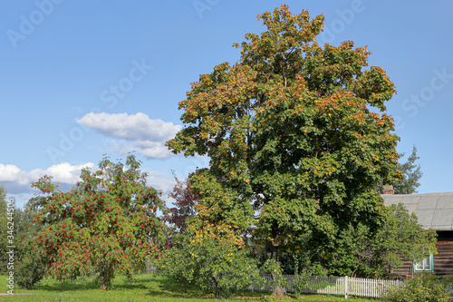 Autumn maple and rowan in the park near the village house