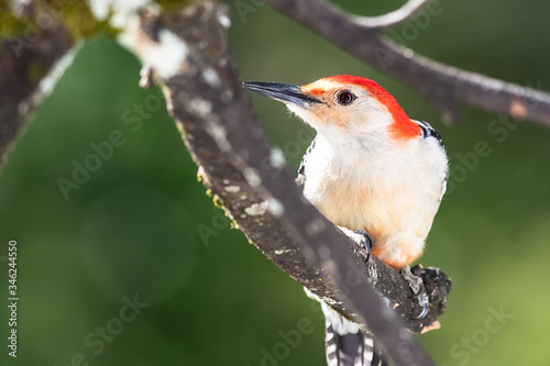 Curious Red-Bellied Woodpecker Perched in a Tree