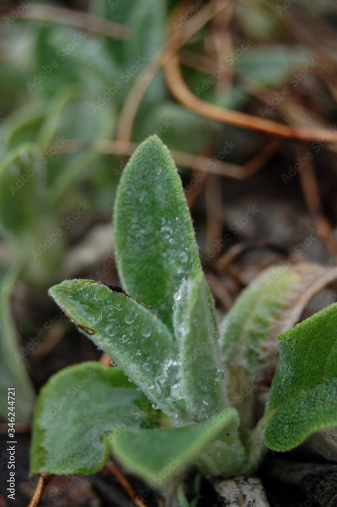 rain drops on a leaf