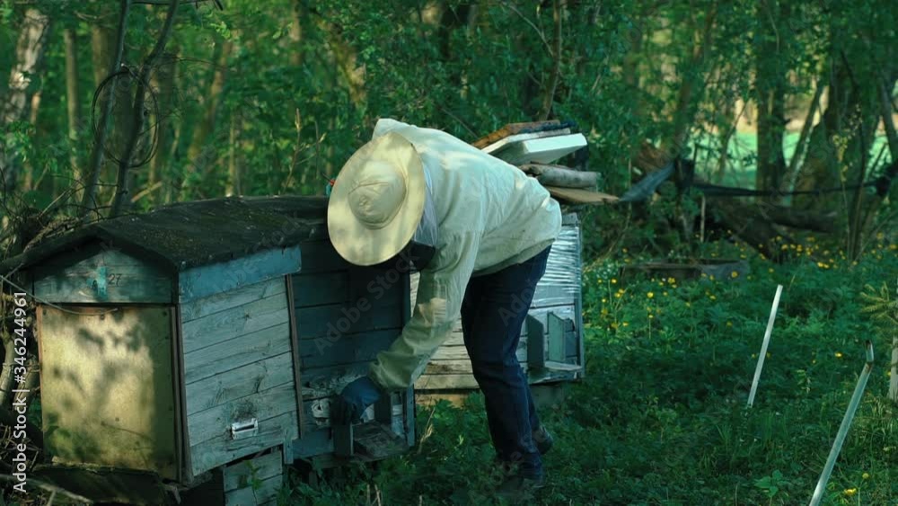Beekeeper fitting hive frame at a apiary in slow motion Beekeeper fitting hive frame at a apiary in slow motion