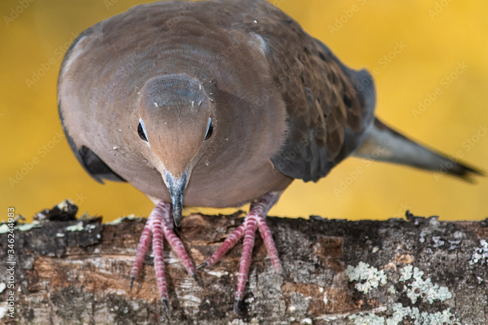 Naklejka premium Mourning Dove About To Hop Off An Autumn Branch