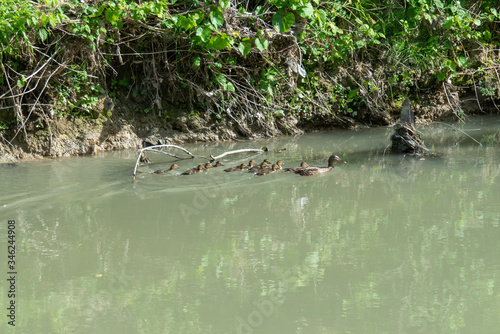 duck swimming in a river  family of ducks swimming together and looking for food