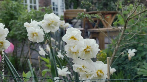 Sir winston Churchill Daffodils shot in 4k at 50FPS photo