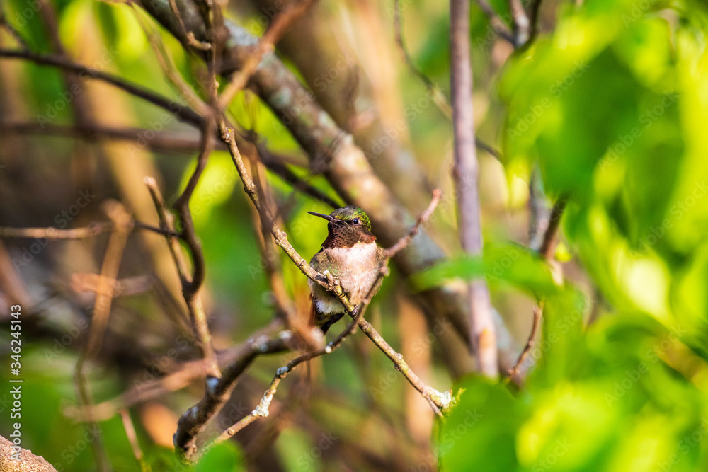 Obraz premium hummingbird on the branch