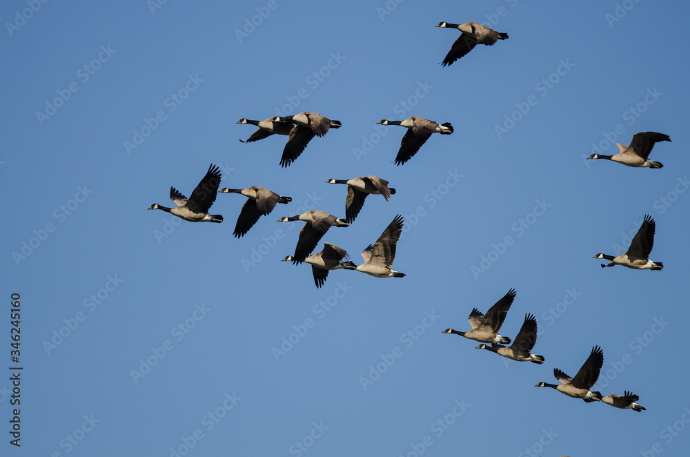 Flock of Canada Geese Flying in a Blue Sky