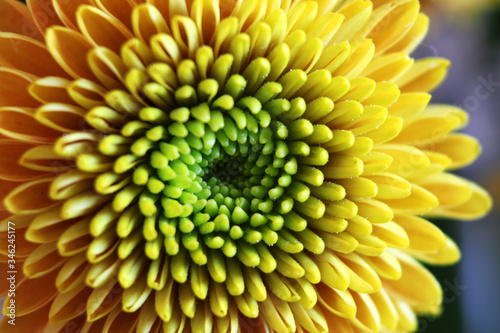 close up of a yellow bloom