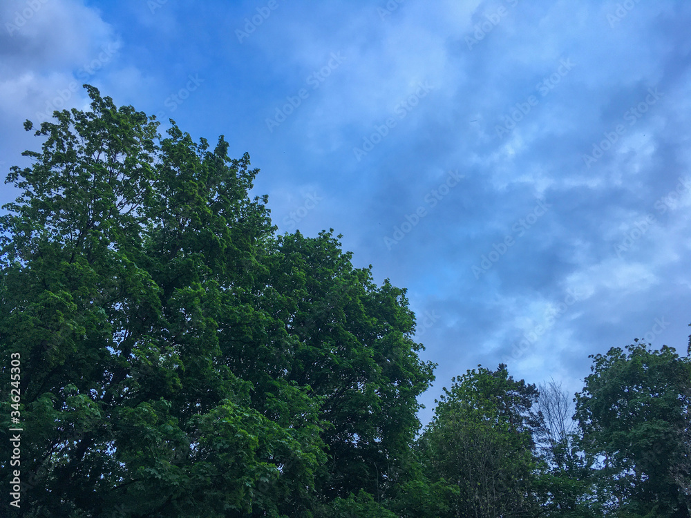 Blue sky with grey clouds before rain with green tops of the trees. April, Spring. Abstract Background Blue sky with grey clouds before rain with green tops of the trees. April, Spring. Abstract Background