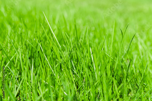 juicy young green grass. background of summer and spring