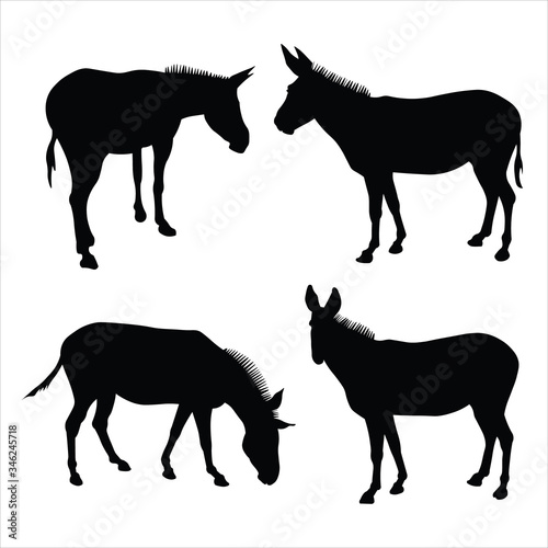 Vector illustration of donkeys standing in different poses. Set of silhouettes of four mules in black on a white background. Side view, in profile, full face. Image for eco banner, farm animals, zoo.