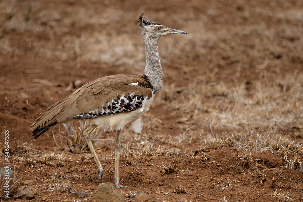 Kori Bustard walking in the dry Kruger National Park in South Africa