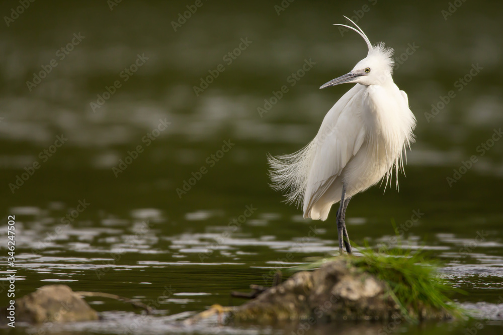 Little egret (Egretta garzetta), small white heron egret with black beak, long black legs and yellow feet, aquatic bird in natural habitat at the river rocks