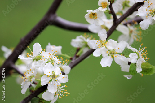 Cherry blossom in spring on green natural background. White flowers on a branch in a garden after rain, soft colors