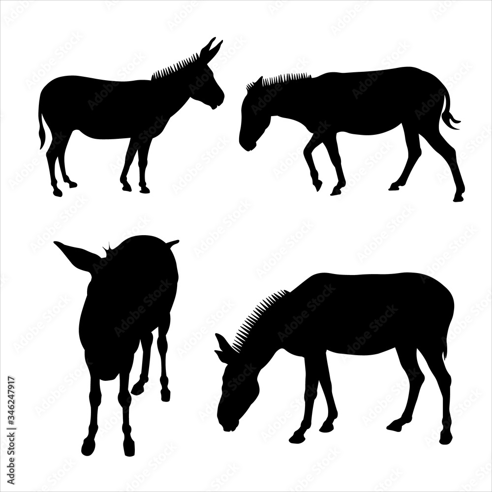 Vector illustration of donkeys standing in different poses. Side view, in profile, full face. Image for eco banner, farm animals, zoo. Set of silhouettes of four mules in black on a white background. Vector illustration of donkeys standing in different poses. Side view, in profile, full face. Image for eco banner, farm animals, zoo. Set of silhouettes of four mules in black on a white background.