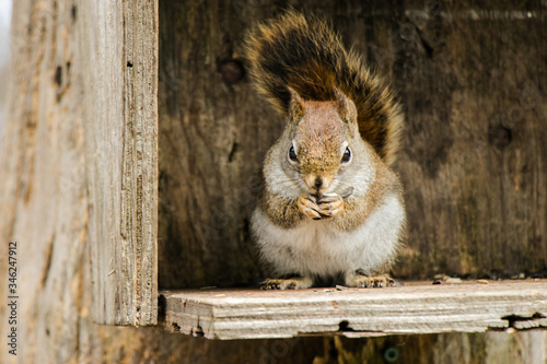 Ardilla comiendo photo