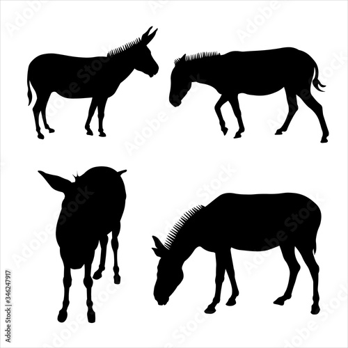 Vector illustration of donkeys standing in different poses. Side view, in profile, full face. Image for eco banner, farm animals, zoo. Set of silhouettes of four mules in black on a white background.