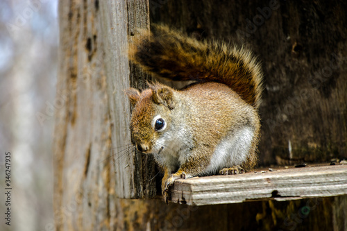 Ardilla buscando alimento photo