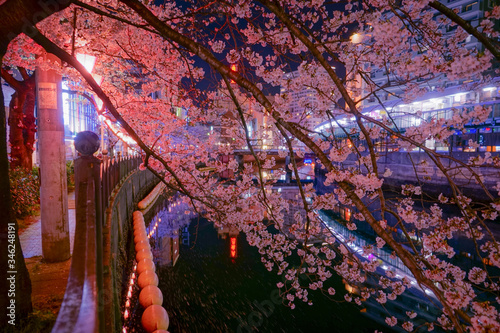大岡川プロブナードの夜桜