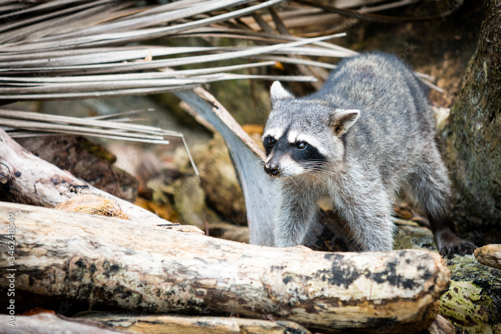 Fototapeta premium racoon