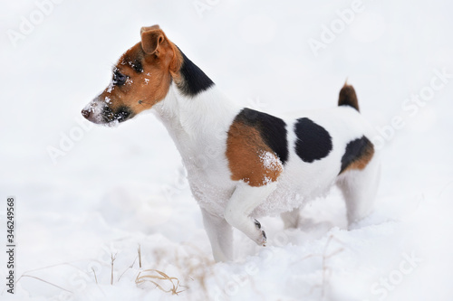 Small Jack Russell terrier dog walking on snow covered ground in winter, view from side, her face covered with white crystals