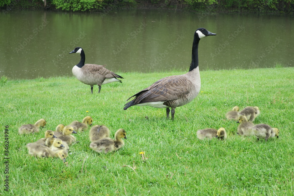 Watchful Parents (Two Adult Canadian Geese with Goslings) Watchful Parents (Two Adult Canadian Geese with Goslings)