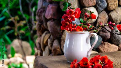 branches of blooming quince in a white jug on a wooden bench on a stone background