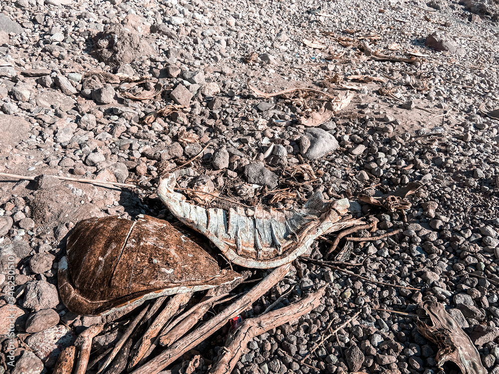 Fototapeta premium Sea turtle shell on the beach. Agua Verde. Baja California Sur. Mexico. Illegal fishing. Poaching in Mexico. Dead Turtle.