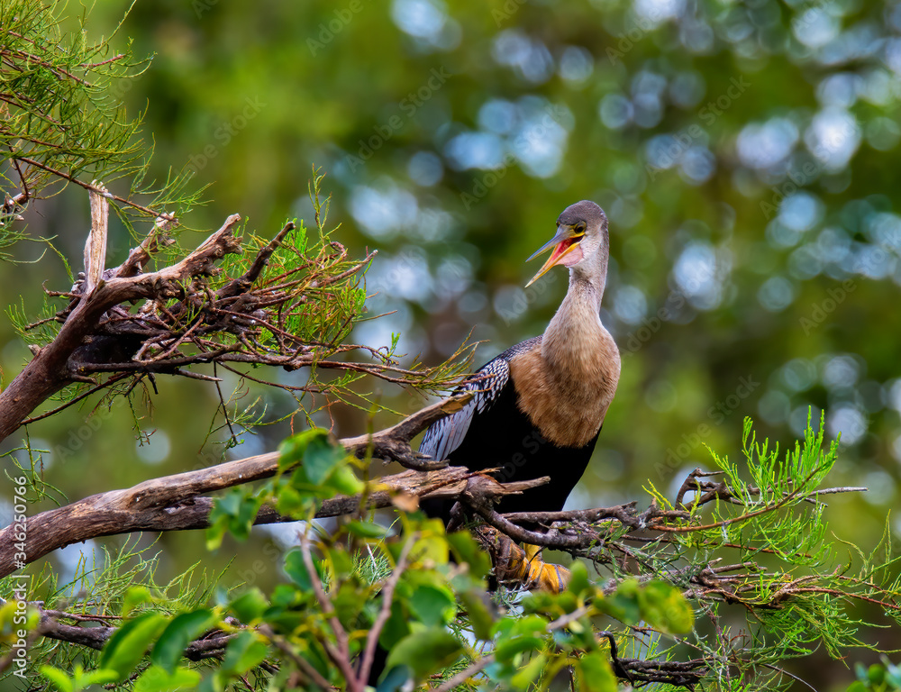 Fototapeta premium anhinga