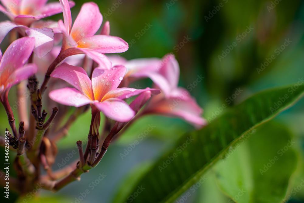 Beautiful flower on a blurred background.