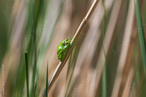 Hyla arborea - Green Tree Frog on a branch and on a reed by a pond. Tree frog in its natural habitat. Photo of wild nature.