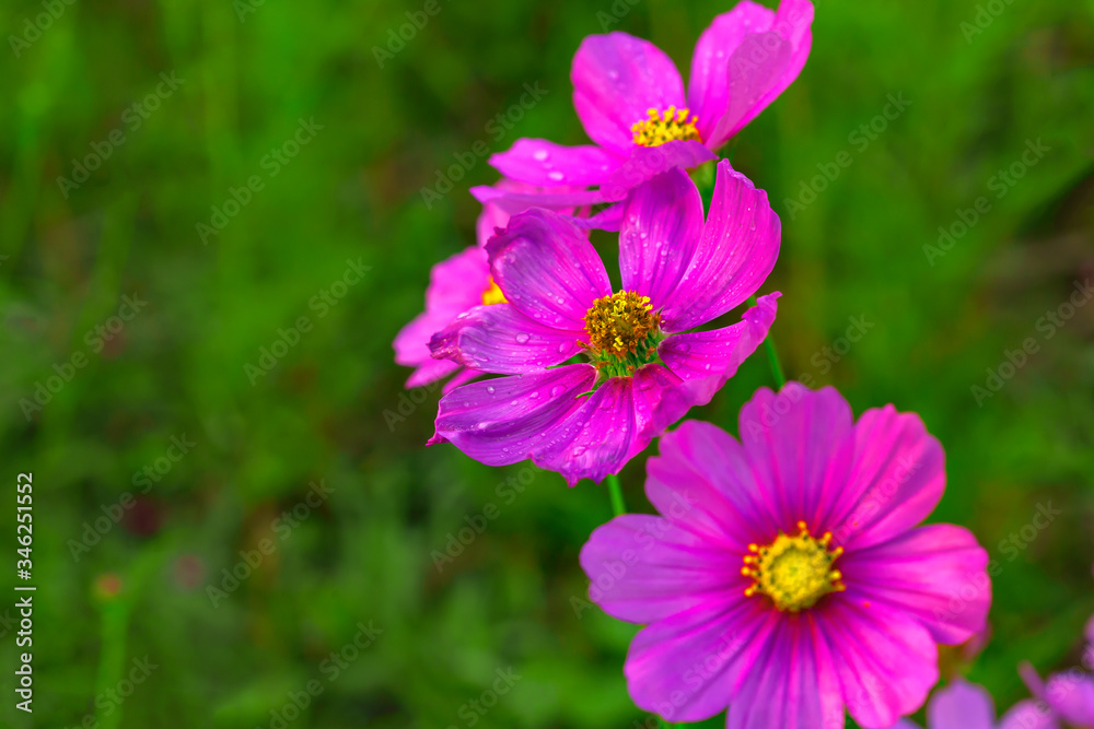 Obraz premium Thailand, Agricultural Field, Autumn, Awe, Backgrounds