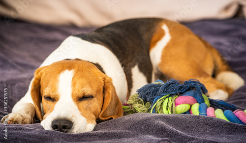 Hound Beagle dog sleeping outdoors on a garden sofa. Canine concept