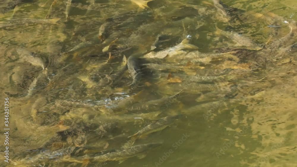 A shoal of the Deccan Mahseer fish Khudree go around in circles a ritual normally seen during early mornings when the sun rays first hit the water in the Western Ghats of India , pollution free areas A shoal of the Deccan Mahseer fish Khudree go around in circles a ritual normally seen during early mornings when the sun rays first hit the water in the Western Ghats of India , pollution free areas
