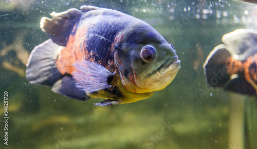 Piranha in aquarium photo