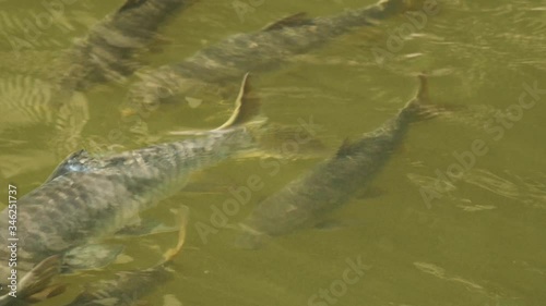 A Shoal of Deccan Mahseer fish which is one of the best fresh water angling fish in the kaal river, which runs in the Western Ghats and goes down south of India , indicates pristine conditions photo