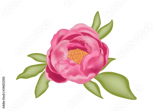 Pink terry peony with green leaves isolated on a white background, stock vector 3D illustration effect.