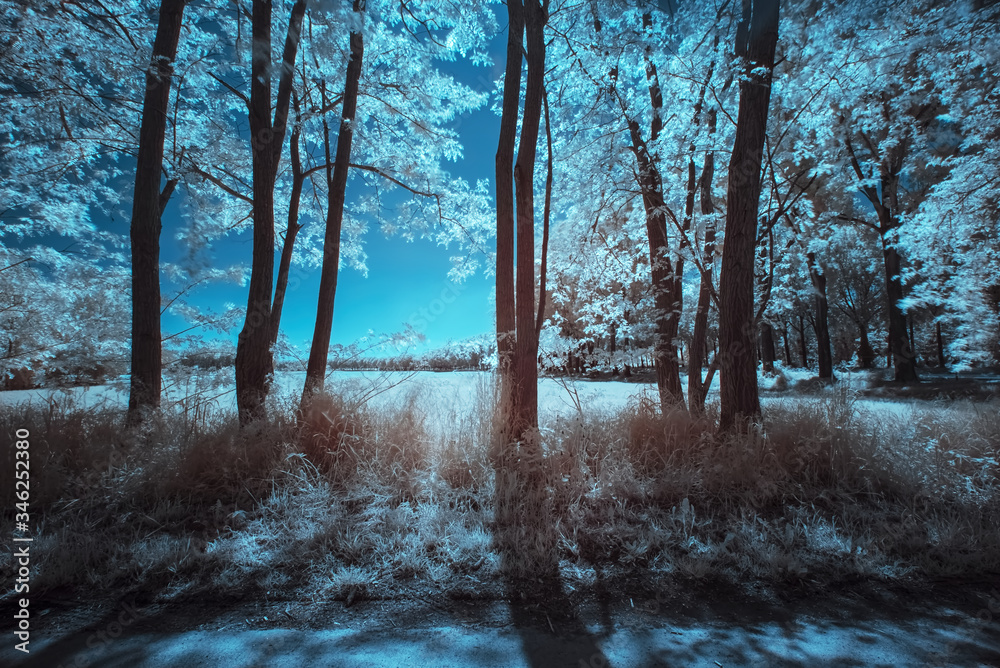 Naklejka premium Entre deux arbres