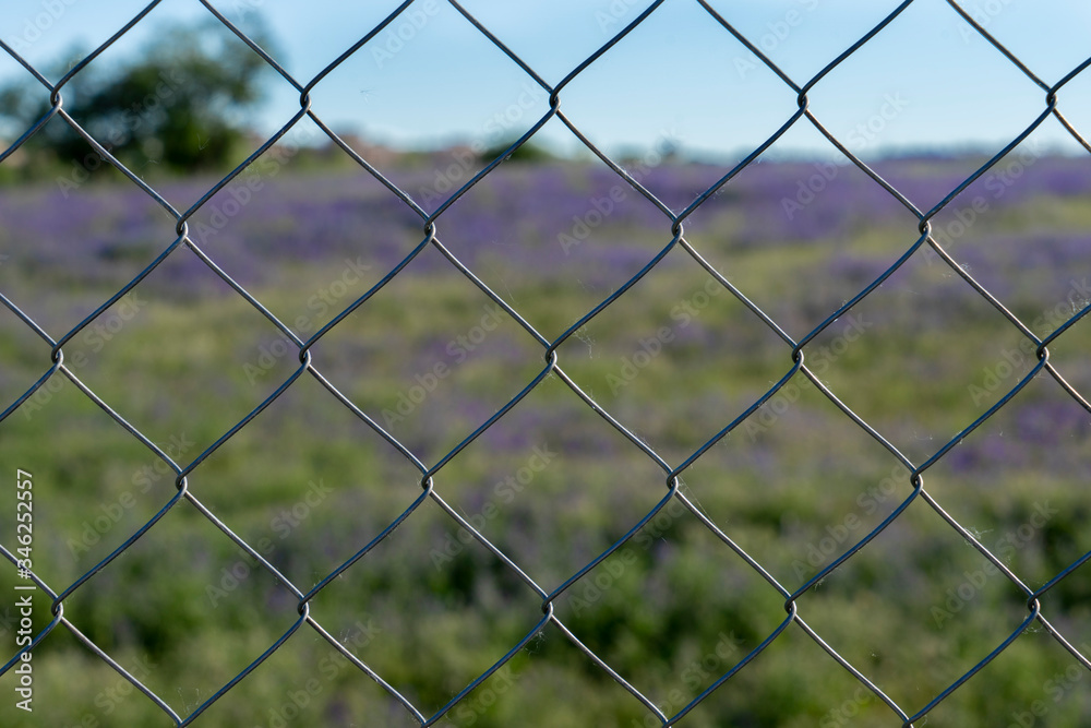 landscape of lavender field behind a fence landscape of lavender field behind a fence