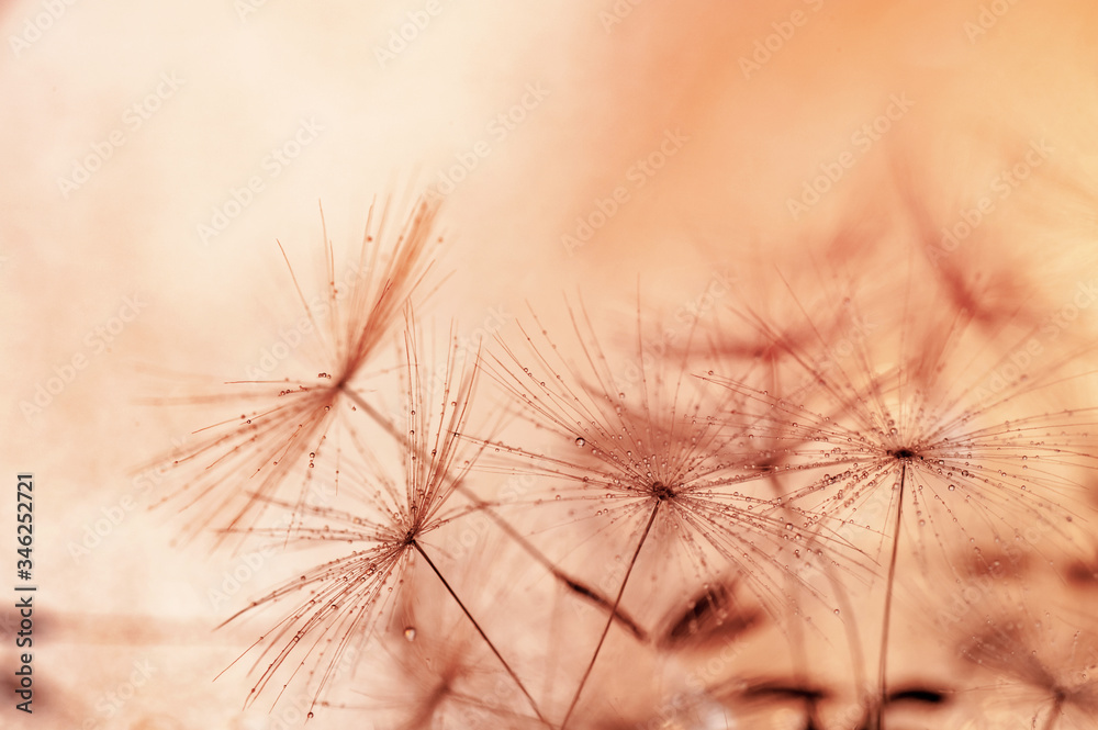 Closeup of dandelion flower with water drops on natural background