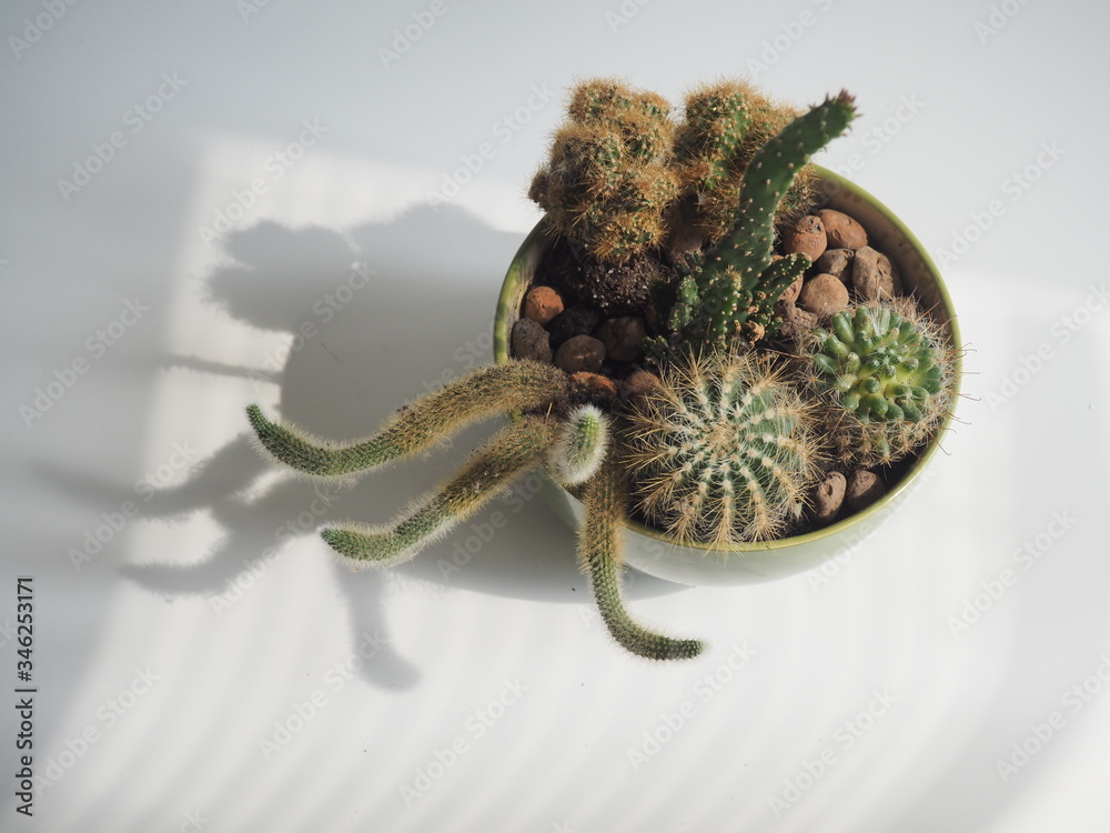 Fototapeta premium several prickly cactus in a green bowl