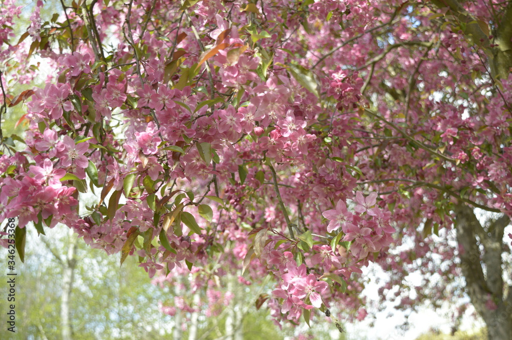 Closeup Malus purpurea known as Flowering Crab Apple with blurred background in spring park