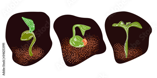 Set of different plant sprouts on white background. Vector illustration