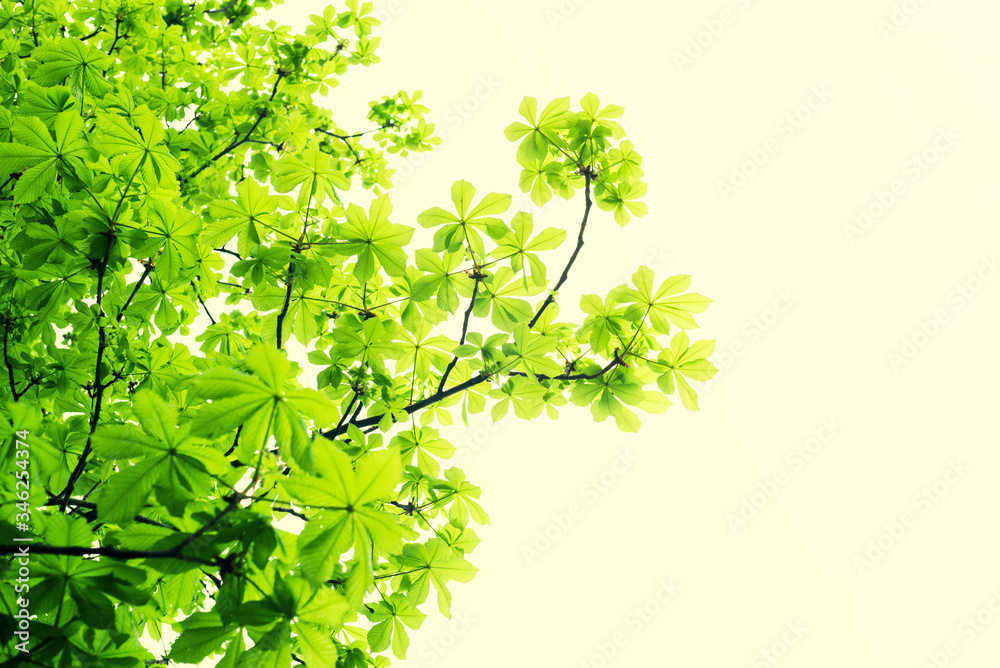 Branches with young bright leaves of a chestnut on a light background. Spring background, copy space. Branches with young bright leaves of a chestnut on a light background. Spring background, copy space.