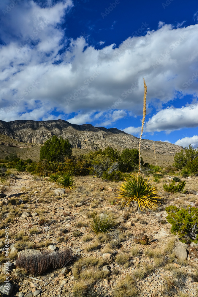 Fototapeta premium Agave, yucca, cacti and desert plants in a mountain valley landscape in New Mexico,