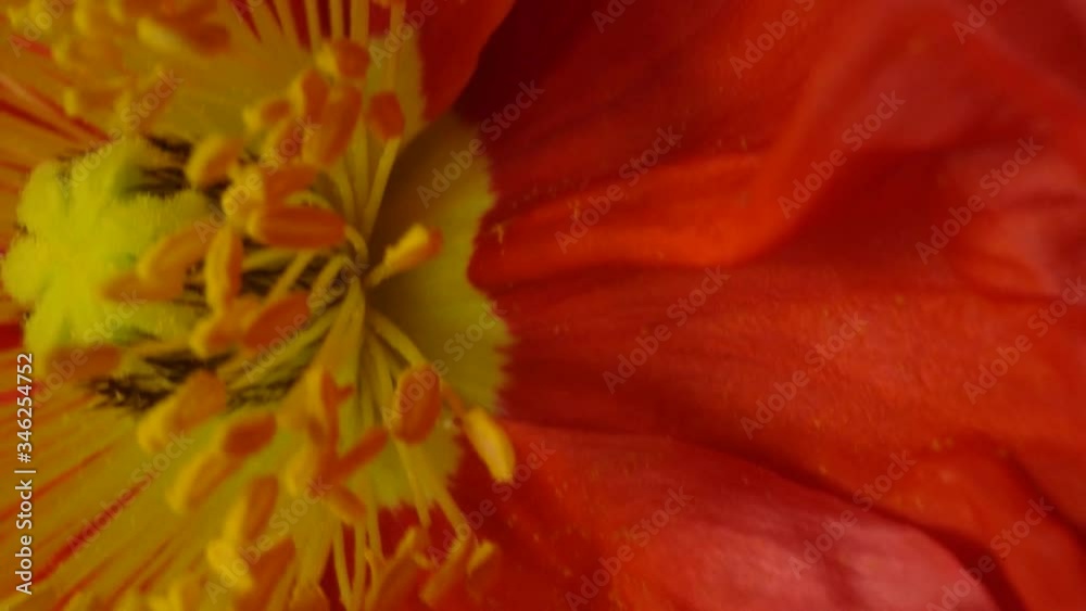 a colorful detailed red flower full of pollen, Sliding macro shot a colorful detailed red flower full of pollen, Sliding macro shot
