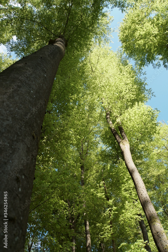 Fototapeta premium Baum